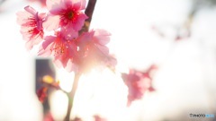 緋寒桜