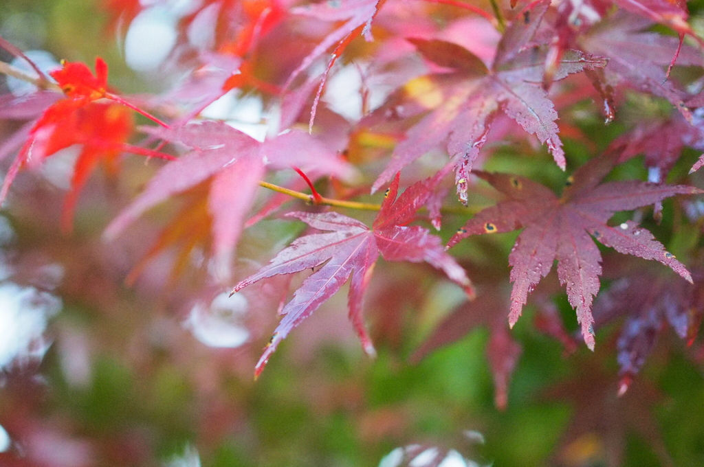 紅葉はいつも雨の中☂️