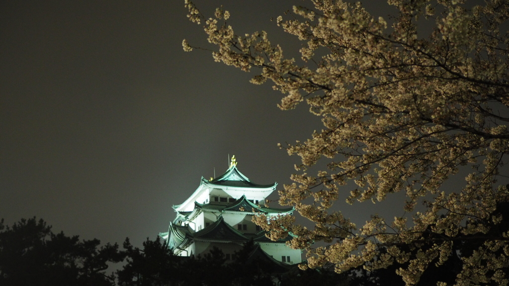 名古屋城×桜