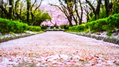 桜の足あと