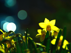雪中花