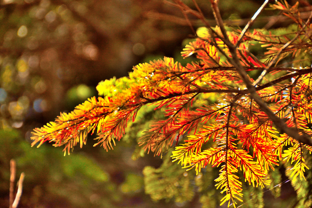 autumn♡