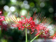 天上の花♡