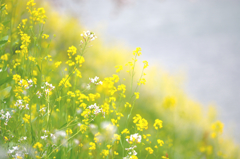 菜の花小径