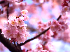 麗月桜