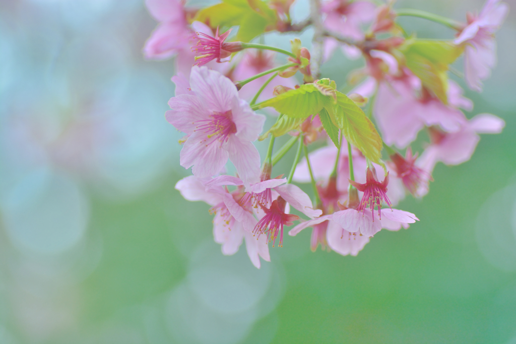 萌黄桜