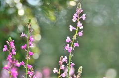 野の花