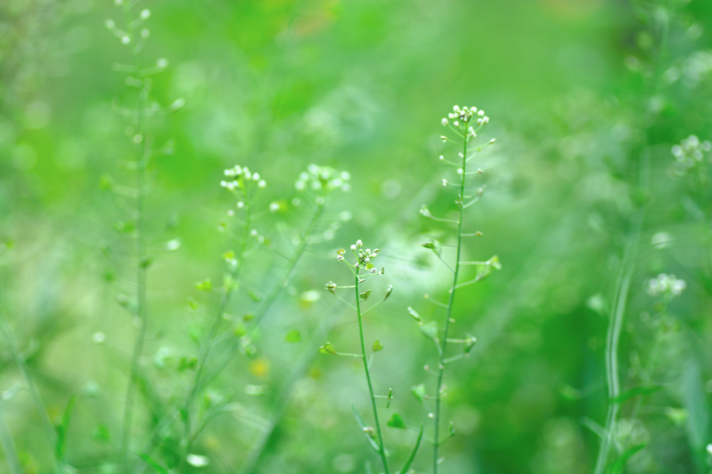 野の花