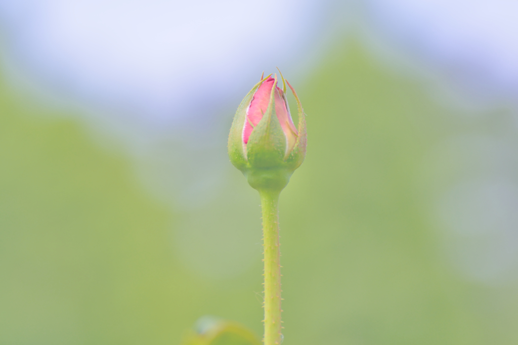 くれなゐの二尺伸びたる薔薇の芽の By Petite Fleur Id 写真共有サイト Photohito