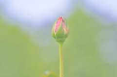 くれなゐの二尺伸びたる薔薇の芽の....