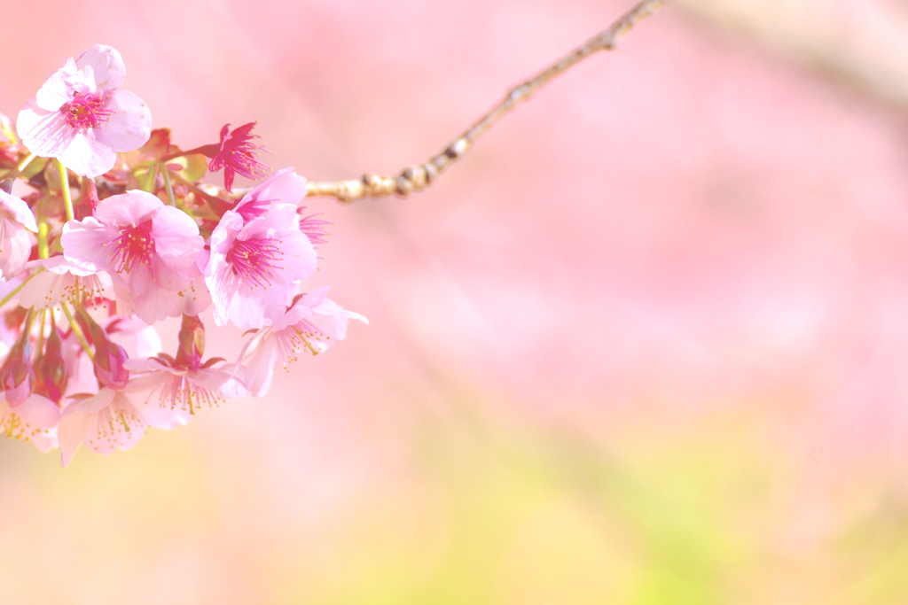 桜色舞うころ♡