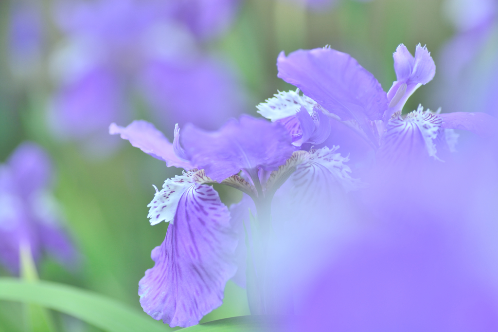 いちはつの花咲きいでて.....