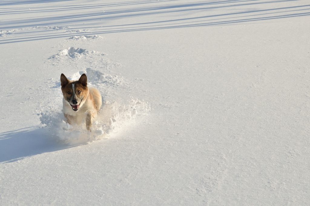 雪遊び