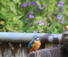 カワセミ