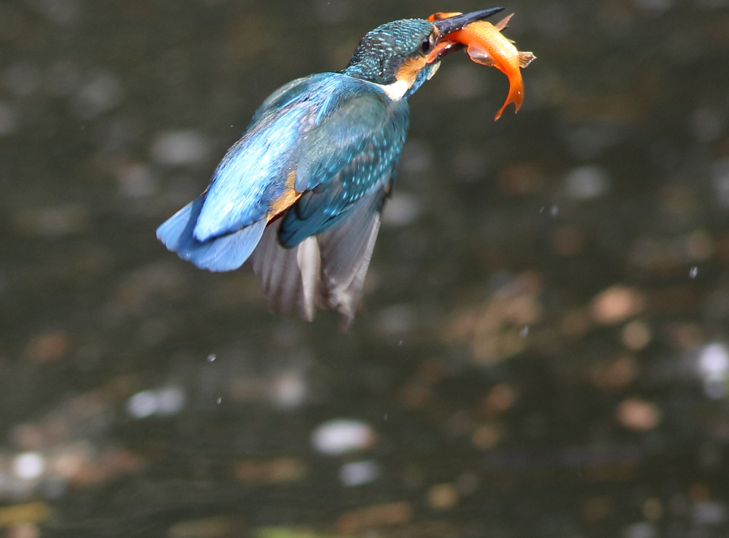カワセミ