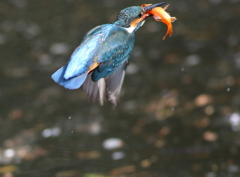 カワセミ