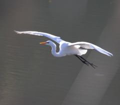 サギ
