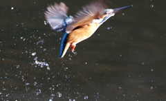 カワセミ　