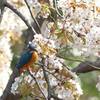 カワセミと桜