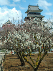 松本城梅開花