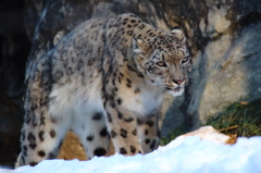 雪の中のユキヒョウ