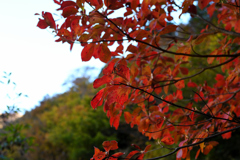 紅葉