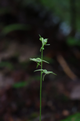 繊細