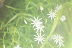 岩陰の花