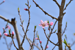 桃の花