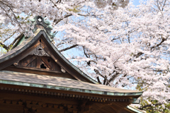 日本の春