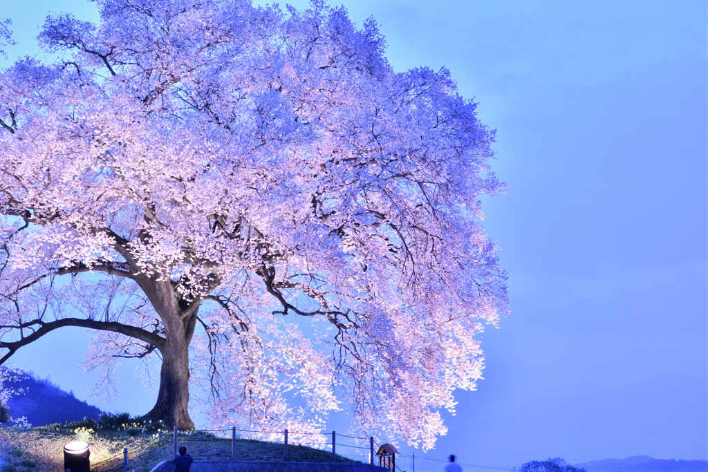 わに塚の桜
