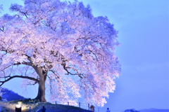 わに塚の桜