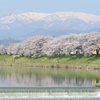 千本桜