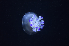 水の中の宝石