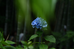 竹林のアジサイ