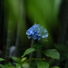 竹林のアジサイ