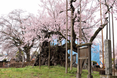 山高神代桜