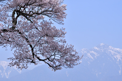 甲斐駒と桜