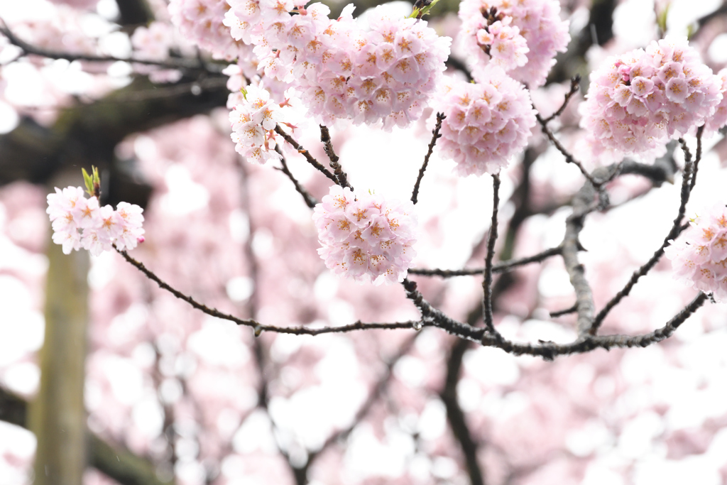 咲き続ける