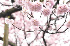 咲き続ける