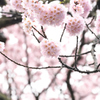 咲き続ける