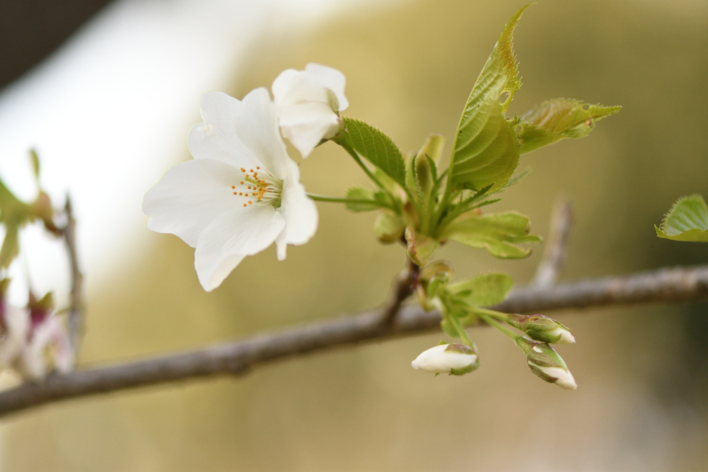 大島桜