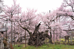 山高神代桜1