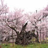 山高神代桜1