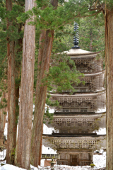 杉木立の中に