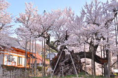 山高神代桜