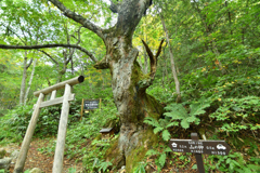 山ノ神