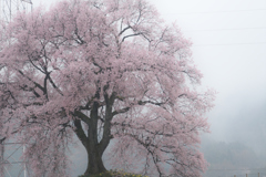 雨桜