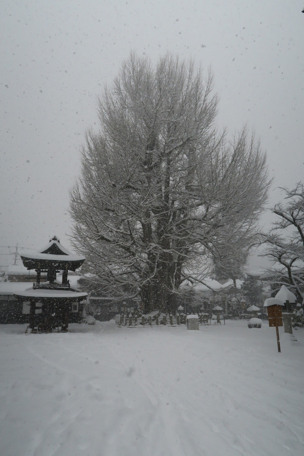 高山国分寺の大イチョウ