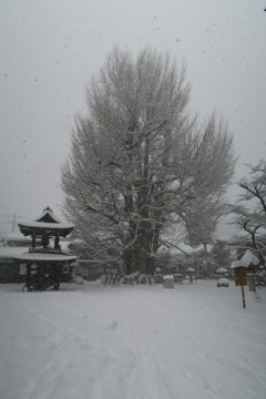 高山国分寺の大イチョウ